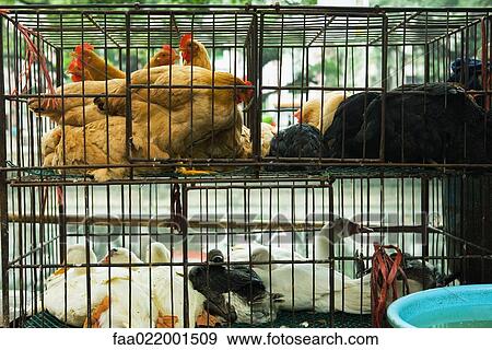 Stock Photo - Poultry in cages. Fotosearch