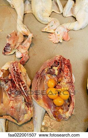 Poultry in market, including cross section of hen, showing organs View Large Photo Image Stock Photo - Poultry in market, including cross section of hen, showing organs. Fotosearch