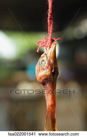 Raw skinned poultry hanging from rope, close-up of head View Large Photo Image Stock Image - Raw skinned poultry hanging from rope, close-up of head. Fotosearch