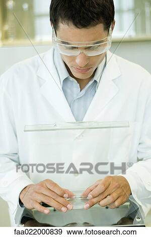 Researcher wearing protective goggles picking up Petri dish View Large Photo Image Stock Photo - Researcher wearing protective goggles picking up Petri dish. Fotosearch