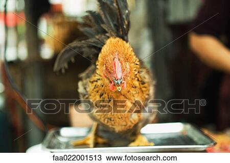 Rooster standing on scale in market View Large Photo Image Stock Image - Rooster standing on scale in market. Fotosearch