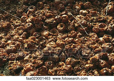 Rotting apples View Large Photo Image Stock Image - Rotting apples. Fotosearch
