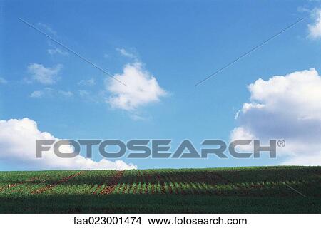 Rural landscape with field, blue sky and clouds View Large Photo Image Picture - Rural landscape with field, blue sky and clouds. Fotosearch