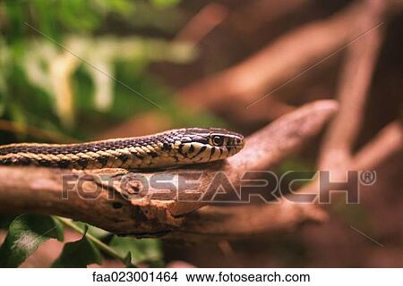 Picture - Snake on branch. Fotosearch