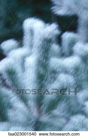 Stock Image - Snow-covered fir tree, close-up. Fotosearch