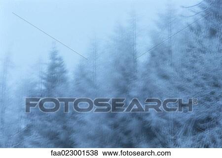 Snow-covered trees View Large Photo Image Stock Photo - Snow-covered trees. Fotosearch