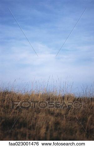 Stock Photograph - Tall dry grass on hillside, low angle view. Fotosearch