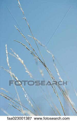 Stock Photo - Tall grass against blue sky. Fotosearch