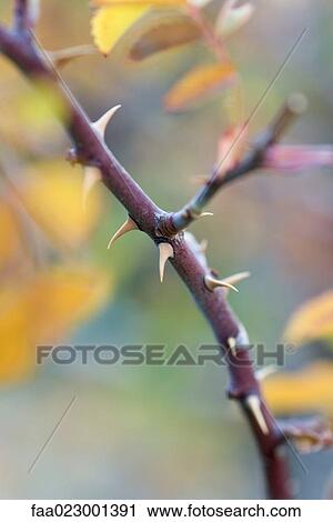 Stock Image - Thorny branch. Fotosearch