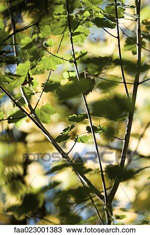 Tree branches, full frame View Large Photo Image Stock Image - Tree branches, full frame. Fotosearch