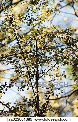 Tree branches, full frame View Large Photo Image Stock Photography - Tree branches, full frame. Fotosearch