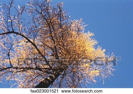 Stock Image - Tree, low angle view. Fotosearch