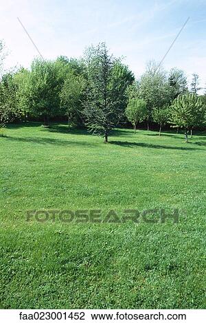 Stock Image - Trees in yard. Fotosearch