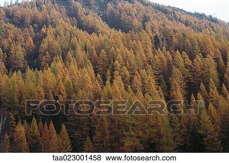 Trees on hillside with autumnal foliage View Large Photo Image Stock Photo - Trees on hillside with autumnal foliage. Fotosearch