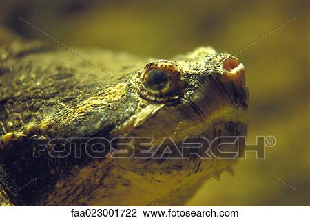 Turtle head View Large Photo Image Stock Image - Turtle head. Fotosearch