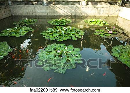 Stock Photo - Water lily pond with koi carp. Fotosearch