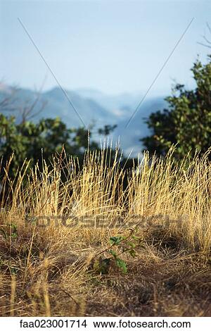 Picture - Weeds, mountains in distant background. Fotosearch