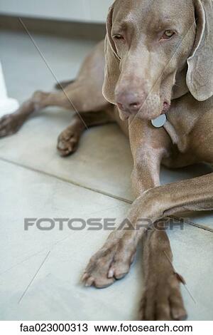 Stock Image - Weimaraner dog lying on floor with legs crossed. Fotosearch