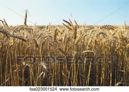 Picture - Wheatfields. Fotosearch