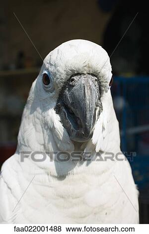 White parrot, close-up View Large Photo Image Stock Photo - White parrot, close-up. Fotosearch