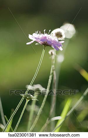 Stock Image - Wildflower. Fotosearch