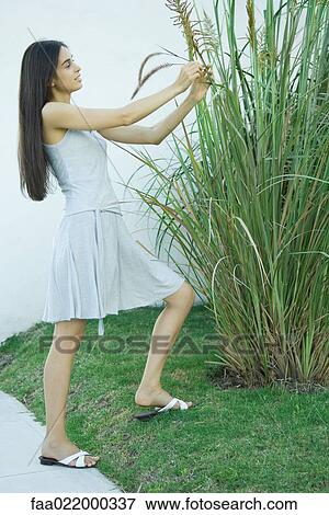Woman looking at ornamental plant, holding stems, full length View Large Photo Image Stock Photo - Woman looking at ornamental plant, holding stems, full length. Fotosearch