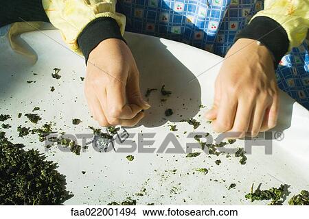 Woman sorting tea leaves, cropped view of hands View Large Photo Image Picture - Woman sorting tea leaves, cropped view of hands. Fotosearch