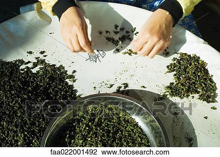 Stock Image - Woman sorting tea leaves, cropped view of hands. Fotosearch