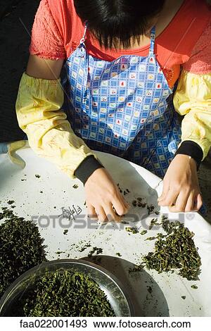 Woman sorting tea leaves, cropped view View Large Photo Image Stock Image - Woman sorting tea leaves, cropped view. Fotosearch