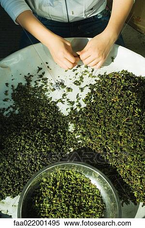 Stock Photography - Woman sorting tea leaves, cropped view of hands. Fotosearch