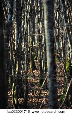 Woods View Large Photo Image Stock Photograph - Woods. Fotosearch