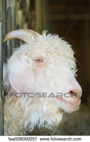 Angora goat, close-up View Large Photo Image Stock Photo - Angora goat, close-up. Fotosearch