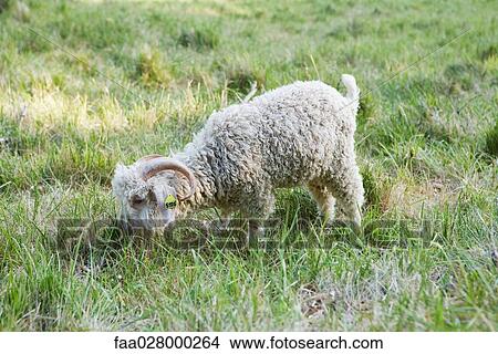 Angora goat grazing in field View Large Photo Image Picture - Angora goat grazing in field. Fotosearch