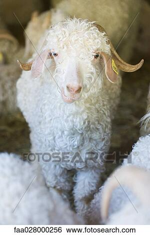 Angora goat in barn, looking at camera View Large Photo Image Stock Photograph - Angora goat in barn, looking at camera. Fotosearch