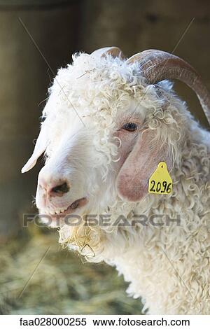 Angora goat with identification tag on ear, close-up View Large Photo Image Stock Photography - Angora goat with identification tag on ear, close-up. Fotosearch