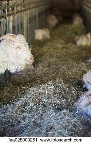 Angora goats in barn View Large Photo Image Stock Image - Angora goats in barn. Fotosearch