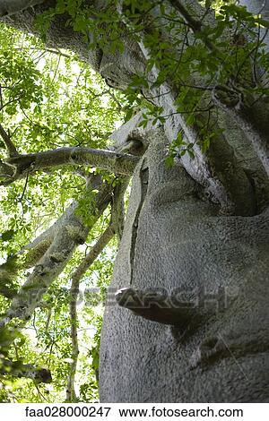 Stock Photo - Baobab tree, close-up, low angle view. Fotosearch