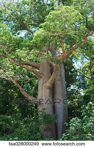 Baobab trees growing in forest View Large Photo Image Stock Photo - Baobab trees growing in forest. Fotosearch