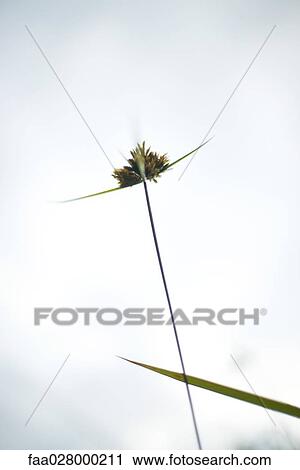 Blade of tall grass, low angle view View Large Photo Image Stock Image - Blade of tall grass, low angle view. Fotosearch