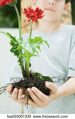 Boy holding gerbera daisies and soil in cupped hands, cropped view View Large Photo Image Stock Photo - Boy holding gerbera daisies and soil in cupped hands, cropped view. Fotosearch