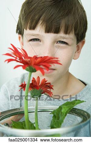 Boy holding gerbera daisies, looking at camera View Large Photo Image Picture - Boy holding gerbera daisies, looking at camera. Fotosearch