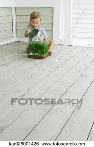 Boy sitting on the ground, watering wheat grass View Large Photo Image Stock Photograph - Boy sitting on the ground, watering wheat grass. Fotosearch