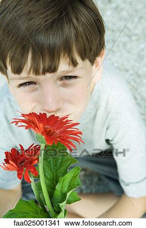 Boy smelling gerbera daisy, looking up at camera View Large Photo Image Stock Image - Boy smelling gerbera daisy, looking up at camera. Fotosearch