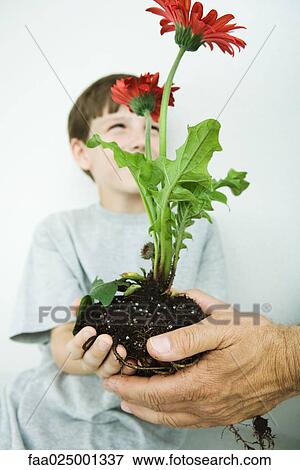 Boy taking gerbera daisies from man's hands, focus on foreground View Large Photo Image Stock Photo - Boy taking gerbera daisies from man's hands, focus on foreground. Fotosearch