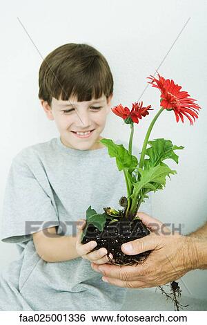 Boy taking gerbera daisies from man's hands, smiling View Large Photo Image Stock Photograph - Boy taking gerbera daisies from man's hands, smiling. Fotosearch