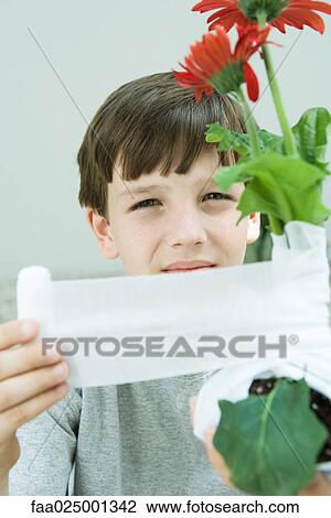 Boy wrapping gauze around gerbera daisies, looking at camera View Large Photo Image Stock Image - Boy wrapping gauze around gerbera daisies, looking at camera. Fotosearch