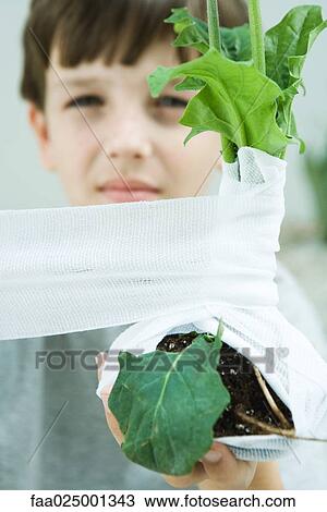 Boy wrapping gauze around plant, cropped view View Large Photo Image Stock Image - Boy wrapping gauze around plant, cropped view. Fotosearch