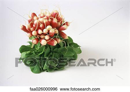 Bunch of radishes, close-up View Large Photo Image Stock Photograph - Bunch of radishes, close-up. Fotosearch