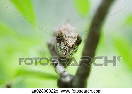Chameleon on branch, front view, close-up View Large Photo Image Stock Photography - Chameleon on branch, front view, close-up. Fotosearch