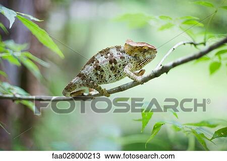 Chameleon resting on branch, side view View Large Photo Image Stock Image - Chameleon resting on branch, side view. Fotosearch